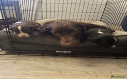 Mixed Breed dogs for sale: Cocker spaniel x border collie pups - Image 1