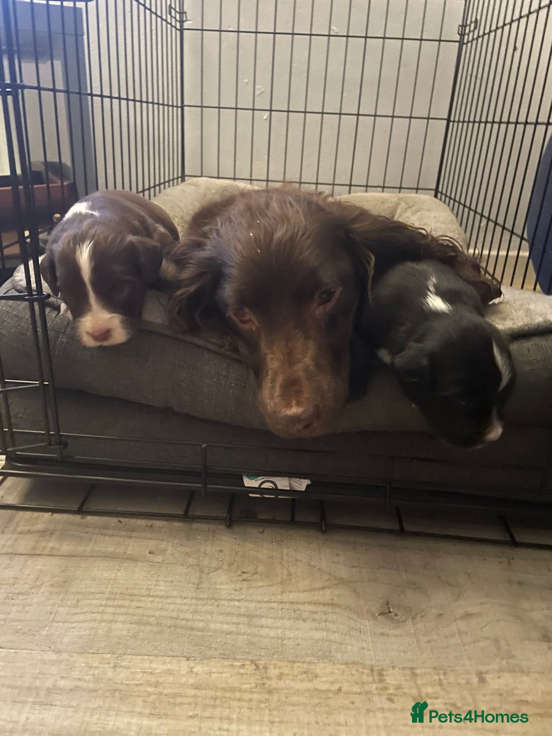Mixed Breed dogs for sale: Cocker spaniel x border collie pups - Image 1