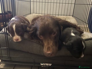 Mixed Breed dogs - Advert 20