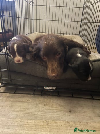 Mixed Breed dogs - Advert 1