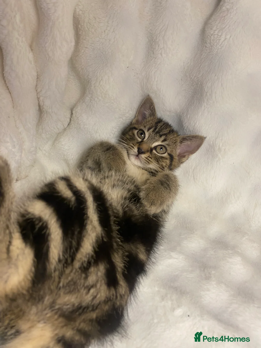 Mixed Breed cats for sale: 2 Adorable Kittens Awaiting Their Forever Home🏡 - Advert 7