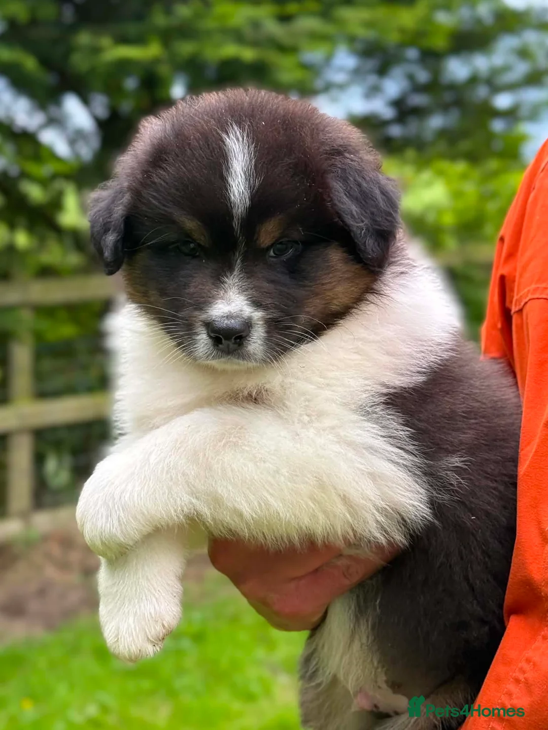 Australian Shepherd dogs for sale: Australian shepherd Black Tri Male Puppy - Advert 19