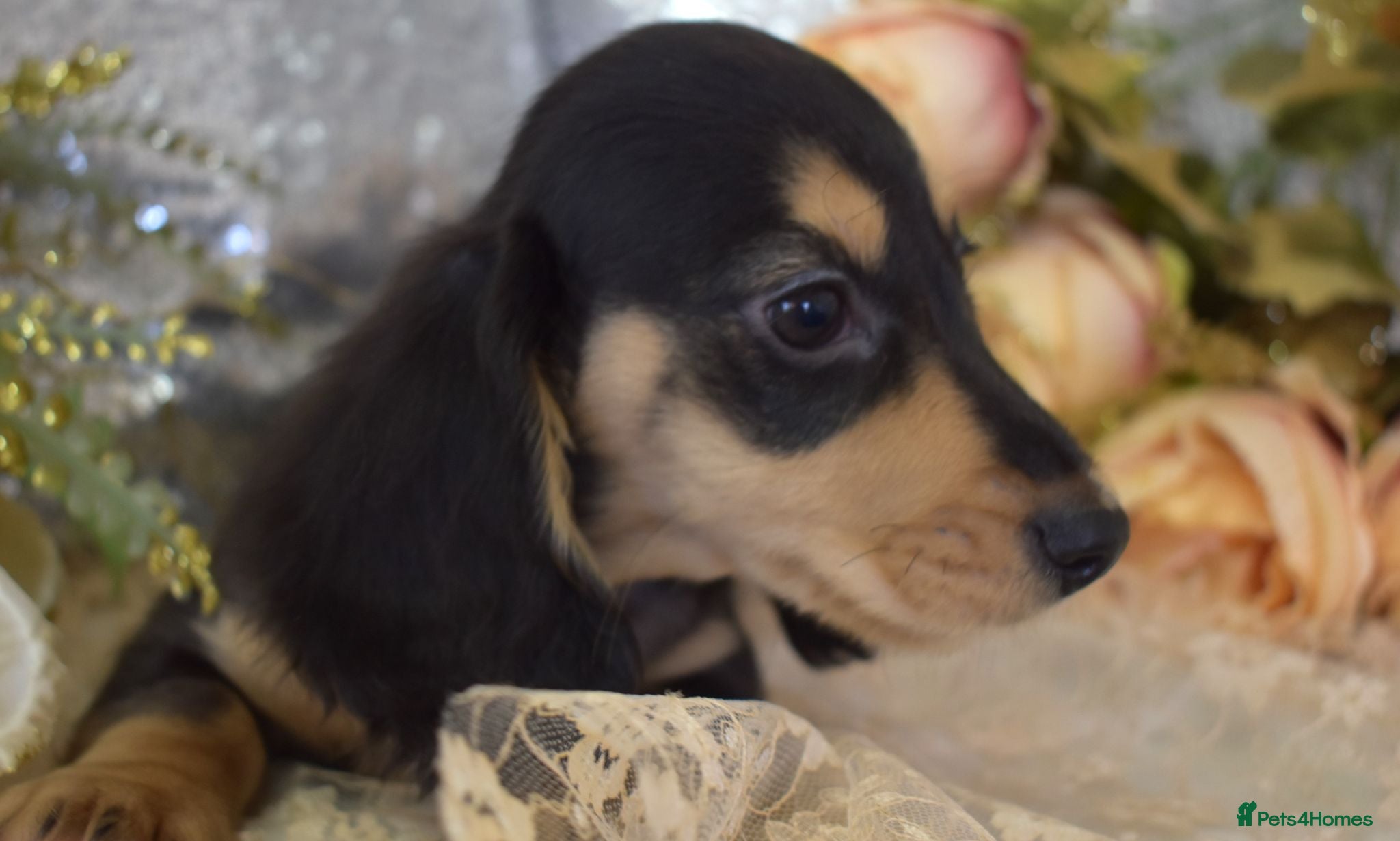 Miniature Dachshund dogs KC Long Coat Miniature Dachshund Puppies - Advert 1