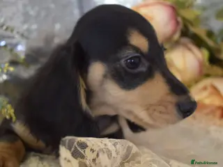 Miniature Dachshund dogs KC Long Coat Miniature Dachshund Puppies - Advert 1