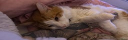 Mixed Breed cats for sale: Long hair ginger and white males  - Advert 13