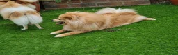 Pomeranian dogs for sale: 2 puppy boy - Advert 9