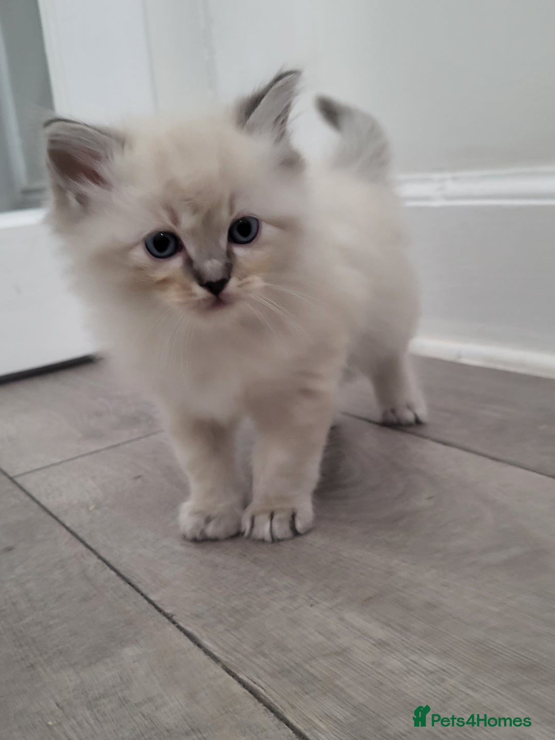 Ragdoll cats for sale: Ragdoll kittens - Image 4