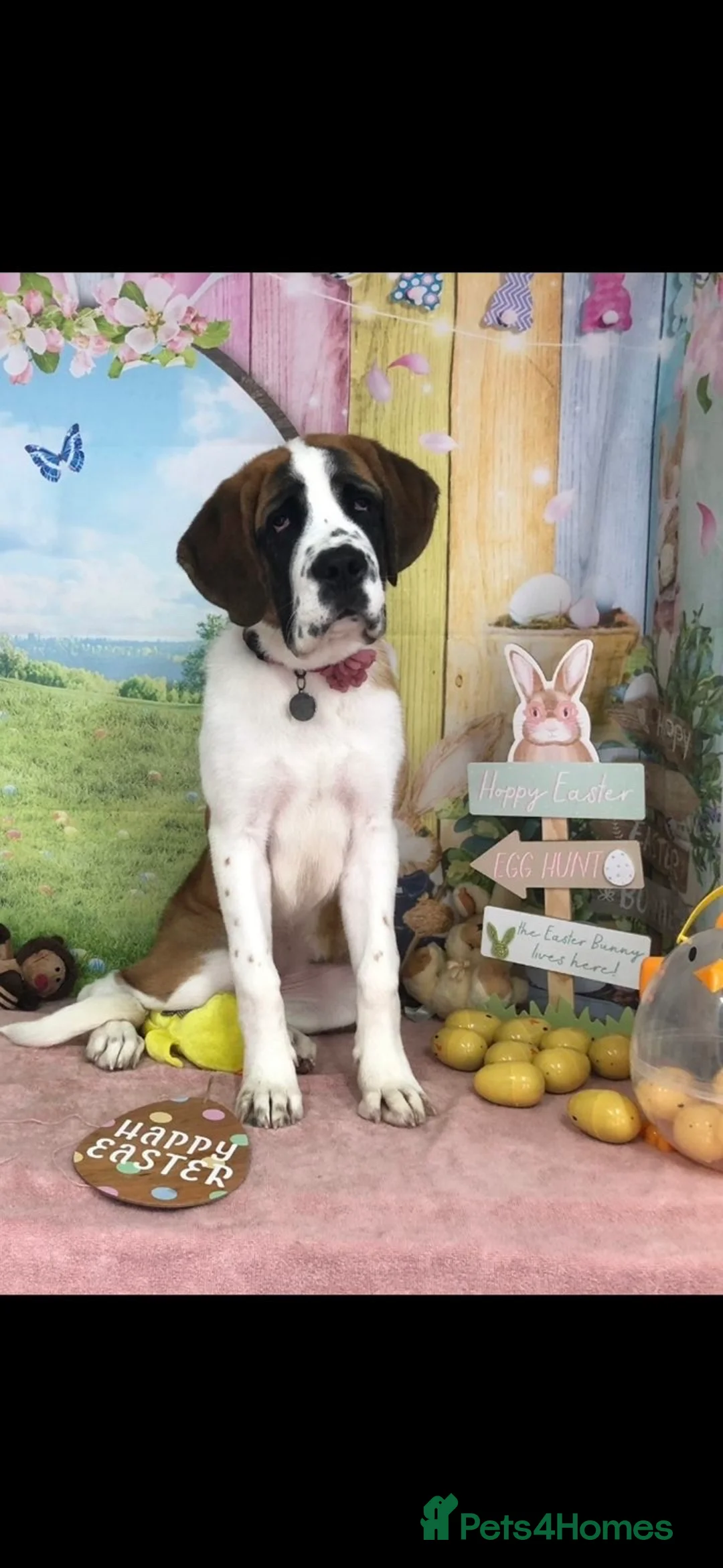 Saint Bernard dogs for sale: Beautiful Female Saint Bernard Puppy - Advert 2