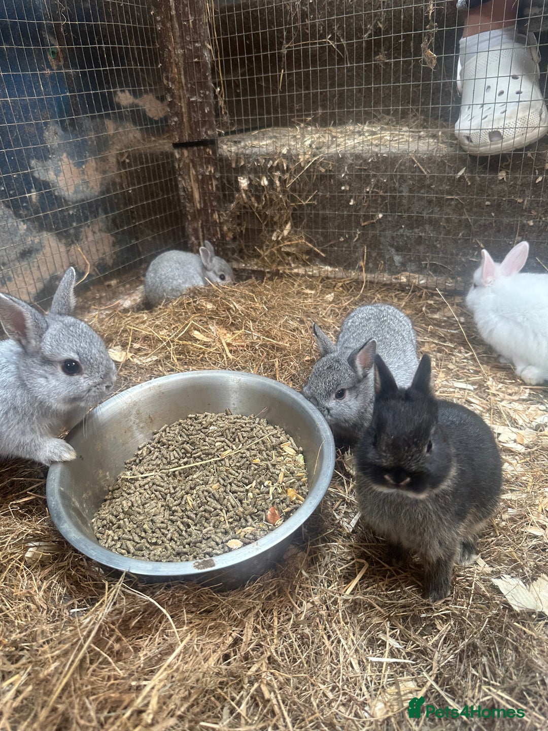 Netherland Dwarf rabbits for sale: Baby Netherland Dwarfs ready soon - Image 8