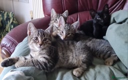 Mixed Breed cats for sale: Mixed breed kittens for sale! - Image 6