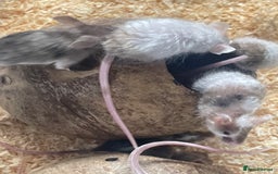 Mouse rodents for sale: Beautiful fancy mice looking for forever homes - Image 10