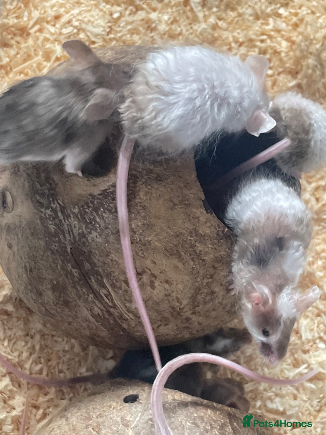 Mouse rodents for sale: Beautiful fancy mice looking for forever homes - Image 10