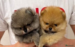 Pomeranian dogs for sale: Adorable Pomeranian Puppies Ready - Image 4