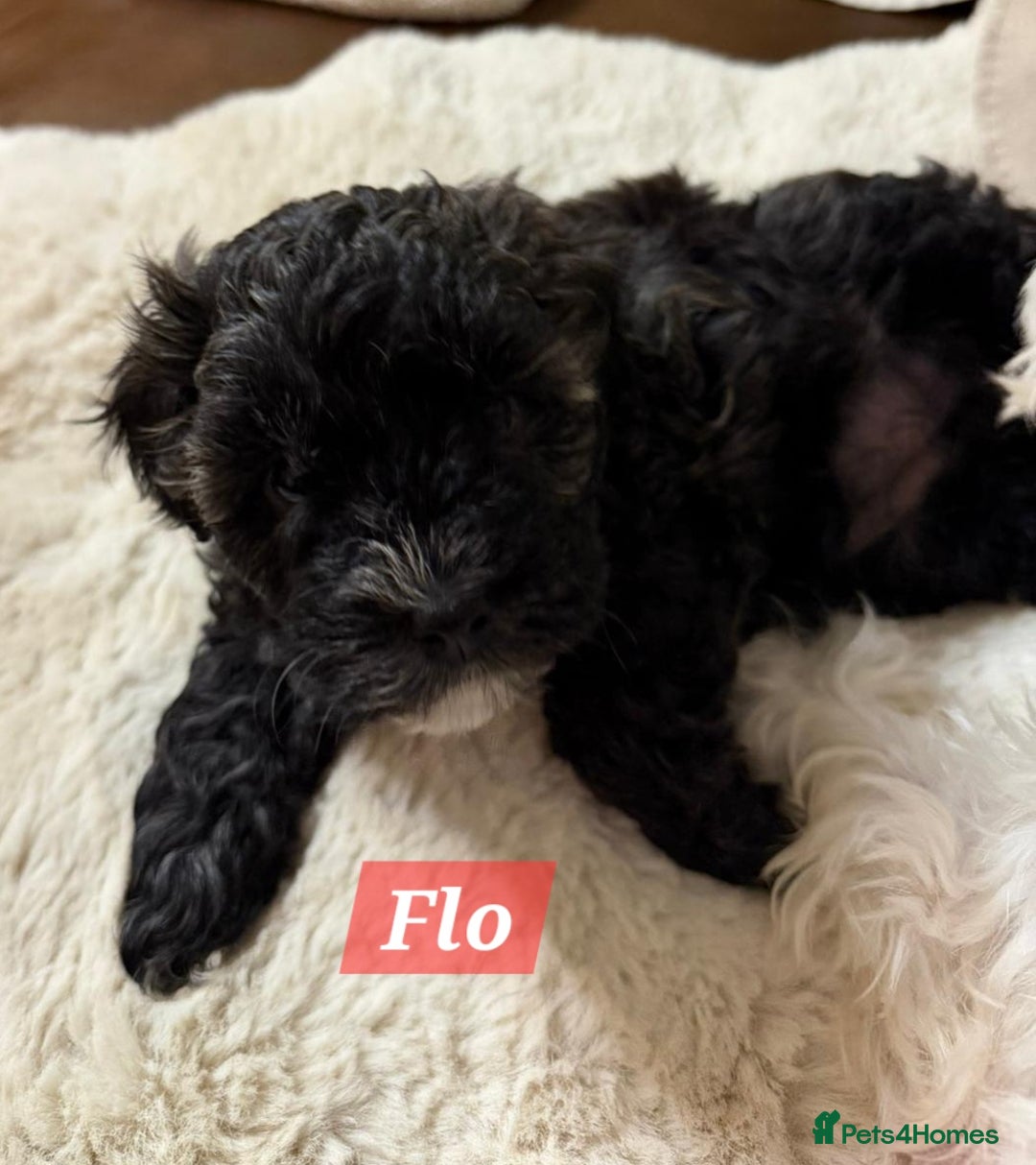 Maltipoo dogs for sale: Multipoo - Advert 10