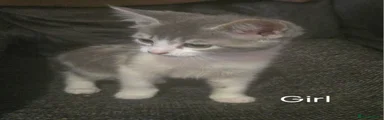 Mixed Breed Kitten 4