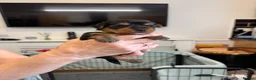 Yorkshire Terrier dogs for sale: Yorkshire Terrier Puppies Only 1 Boy Left !!!! - Advert 17