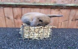 Mini Lop rabbits for sale: Mini lops 2 litters 2 + 5 - Image 5