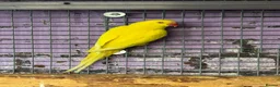 Parakeets birds for sale: Lutino Ringnecks  - Advert 2