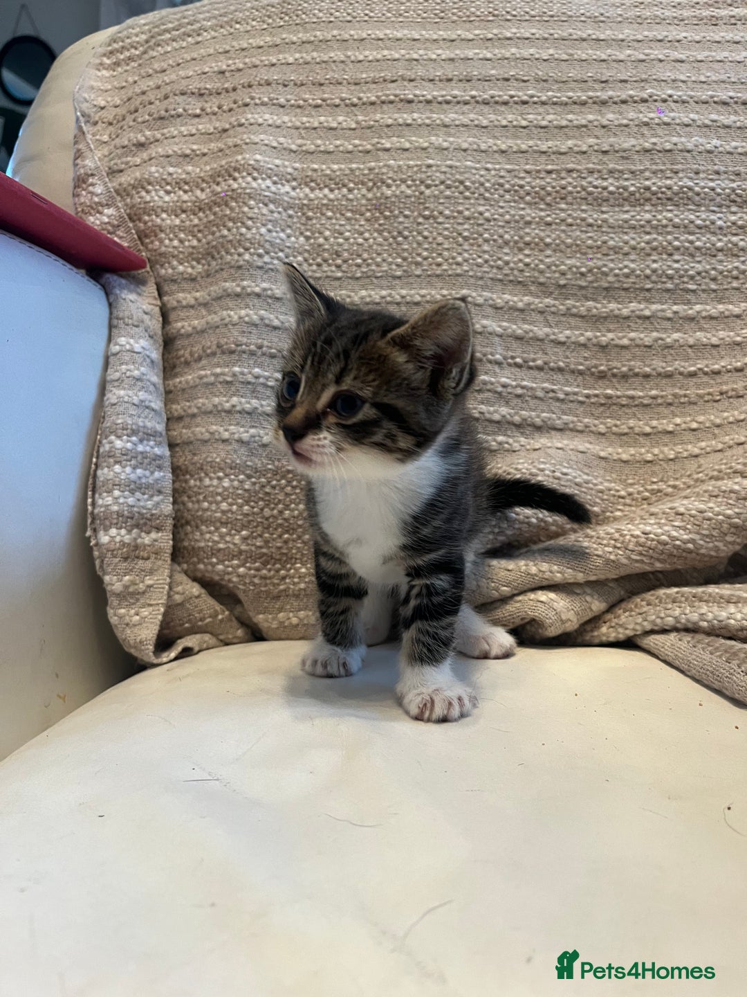 Mixed Breed cats for sale: 3 Beutiful babies  - Advert 19