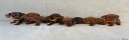 Miniature Dachshund dogs for sale: Dachshund puppies 3 boys 3 girls KC registered - Advert 5