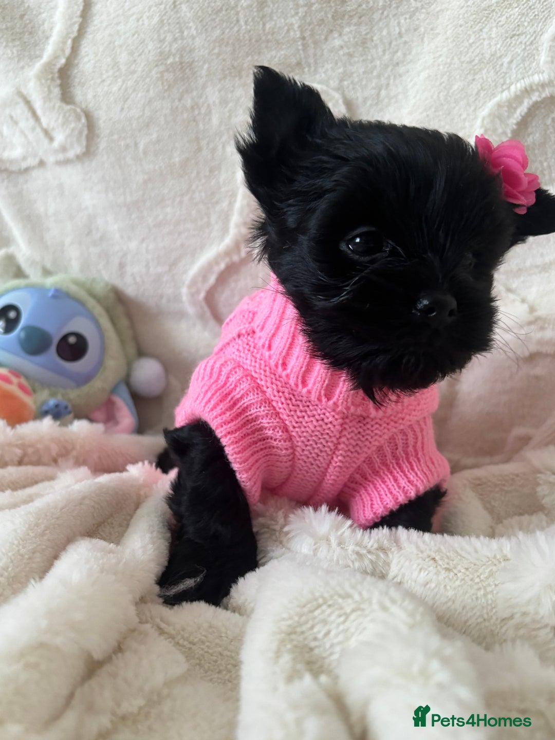 Yorkshire Terrier dogs for sale: Mini Black Yorkshire terriers puppies  - Advert 4