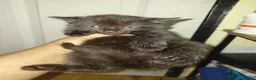 Bengal cats for sale: Rare Silver Smoke Bengal and Black Kittens. MALES - Advert 24