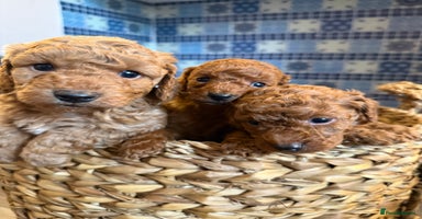 Cavapoo dogs - Advert 15