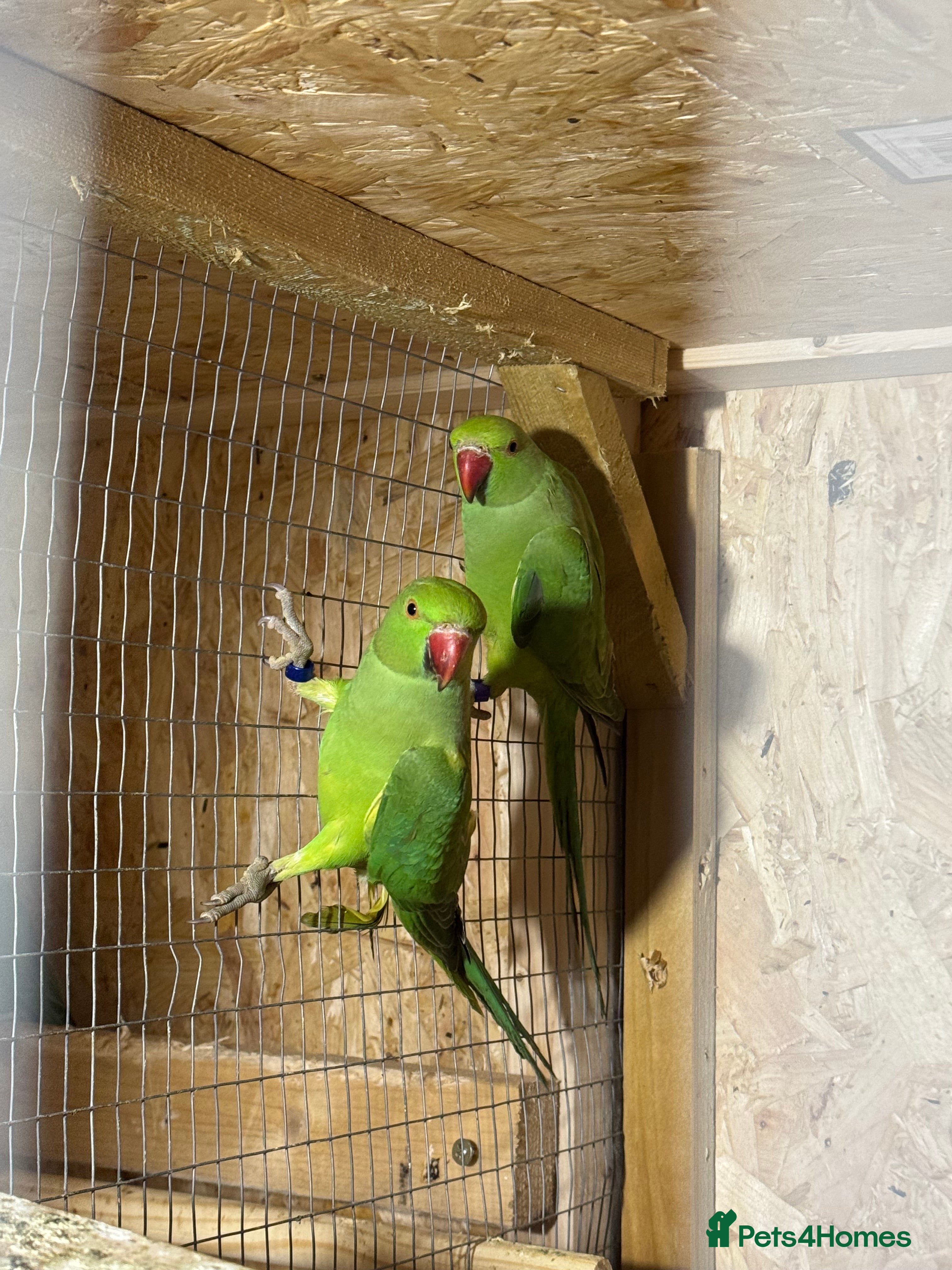 Parakeets birds Green female ring necks  - Advert 1