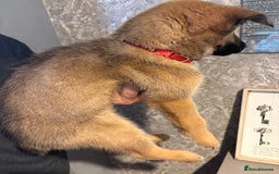 Mixed Breed dogs for sale: Siberian husky cross belgian malinois - Image 29