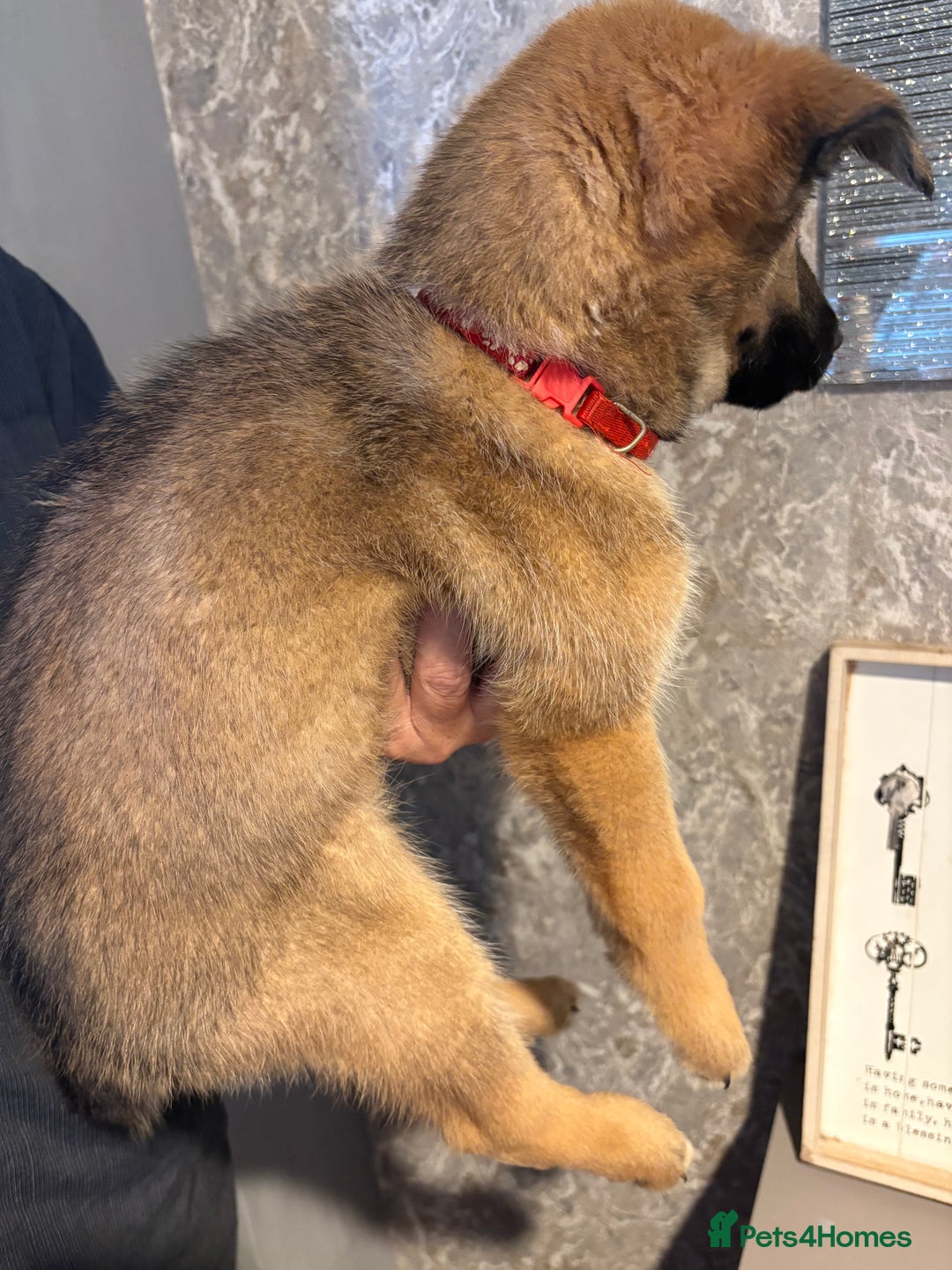 Mixed Breed dogs for sale: Siberian husky cross belgian malinois - Image 29