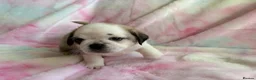Pug dogs for sale: Beautiful pug puppies (4 males) available in Tiverton - Advert 6
