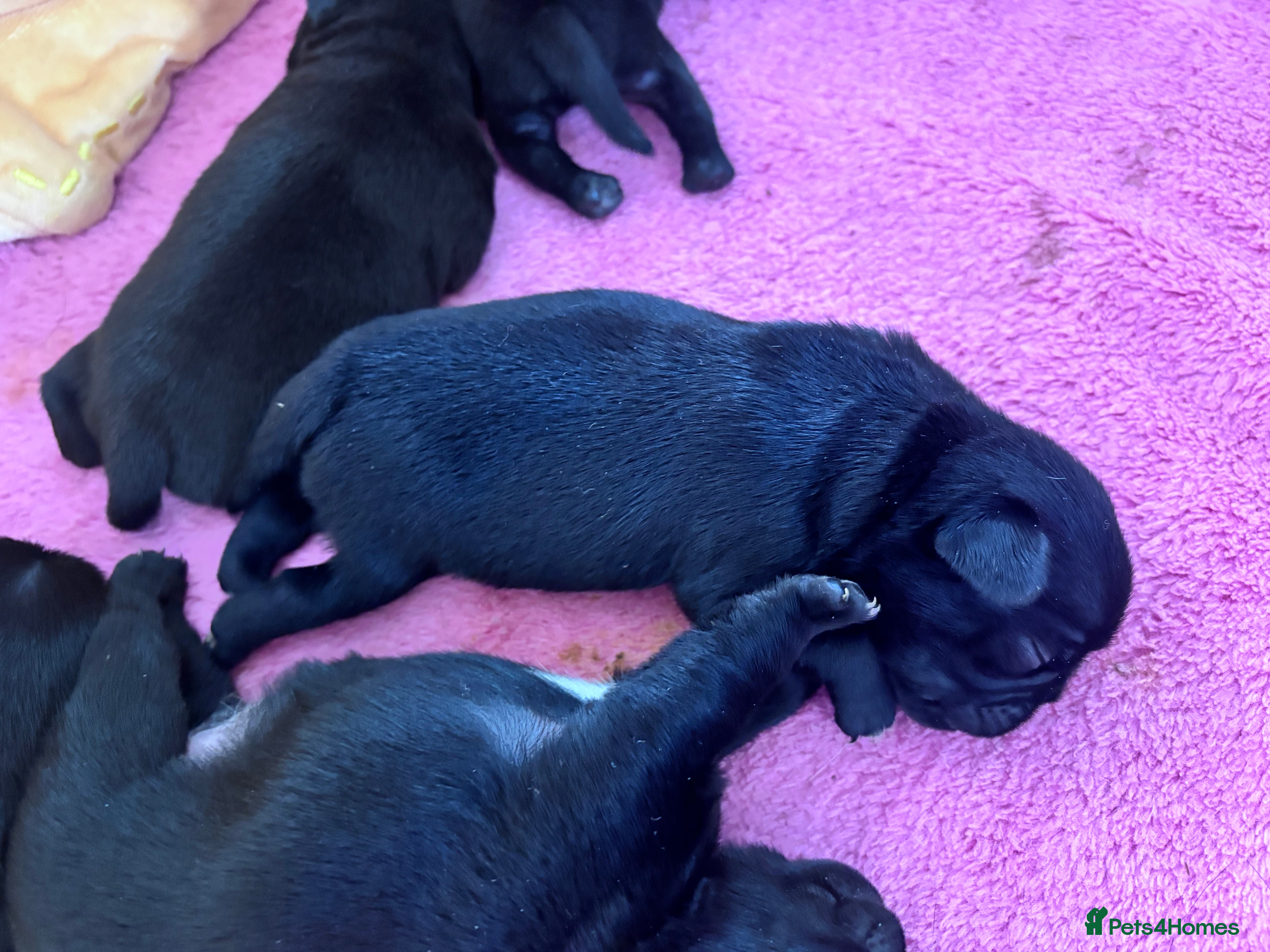 Pug dogs KC registered black pug puppies - Advert 2