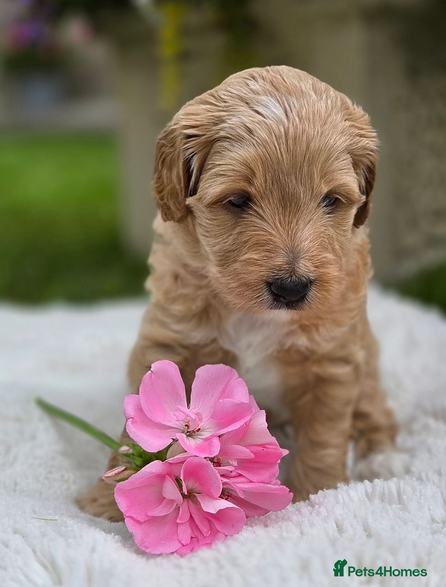 Australian Labradoodle dogs Australian Labradoodle Puppies - Advert 1