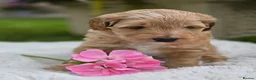 Australian Labradoodle dogs for sale: Australian Labradoodle Puppies - Advert 6