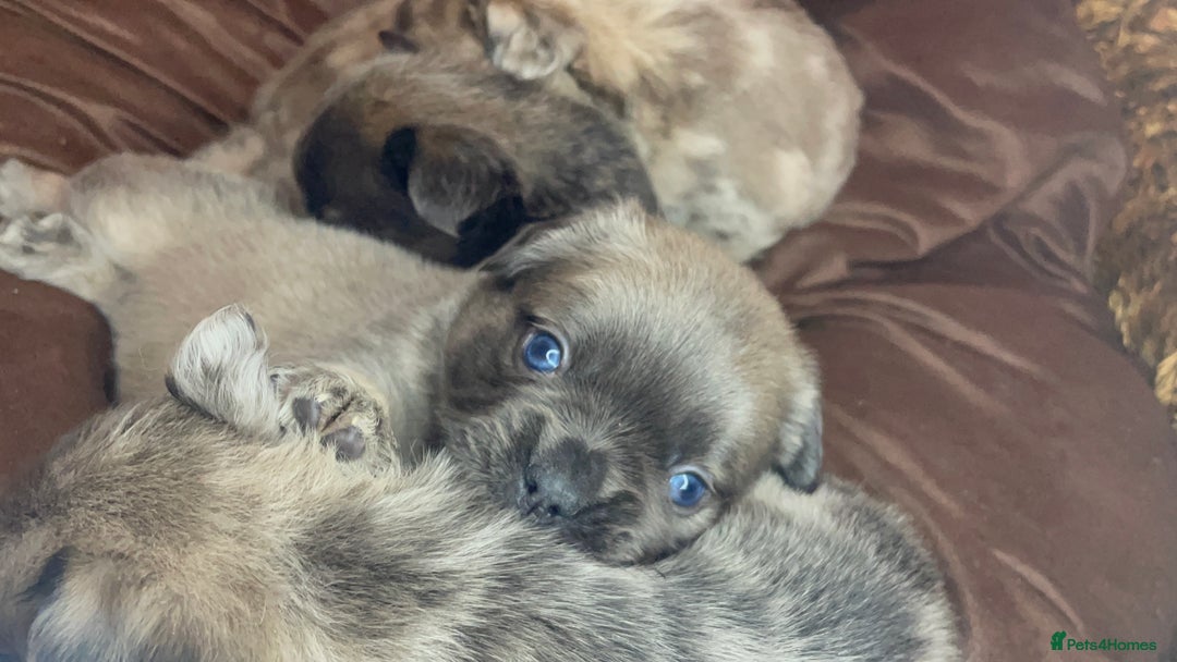 French Bulldog dogs for sale: 8 perfect fluffy visual French bulldogs dwkc reg - Advert 8