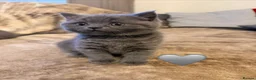 British Shorthair cats for sale: Fluffy British Shorthair kittens in Scunthorpe - Advert 5