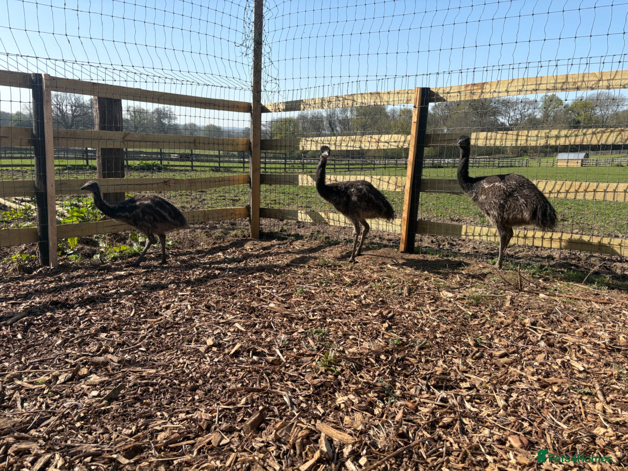 Emus poultry 3 emu chicks for sale  - Advert 1