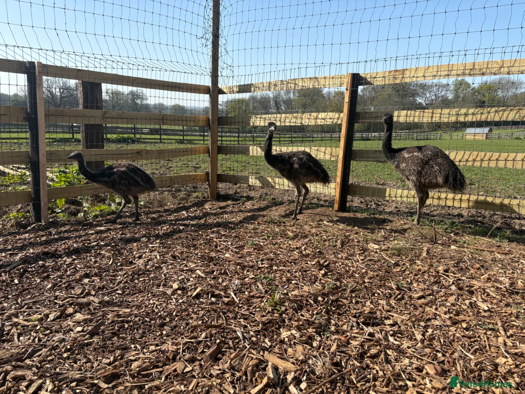 Emus poultry for sale: 3 emu chicks for sale  - Advert 1
