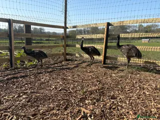 Emus poultry 3 emu chicks for sale - Advert 1