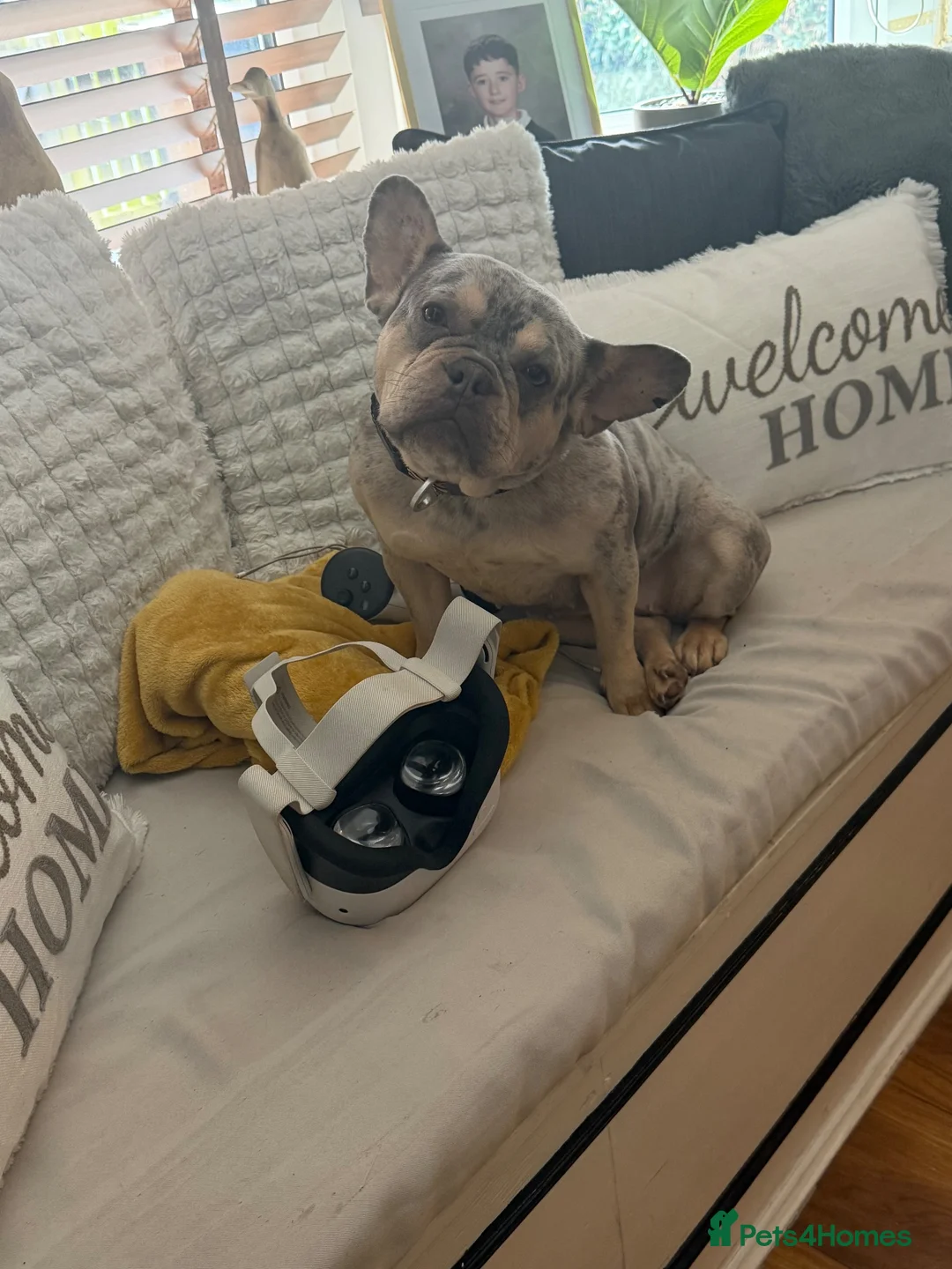 French Bulldog dogs for sale: Fendi  in Ashton-under-Lyne - Advert 4