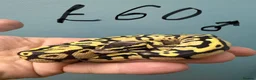 Python Snake reptiles for sale: Stunning CB26 Ball Python Hatchlings - Advert 3