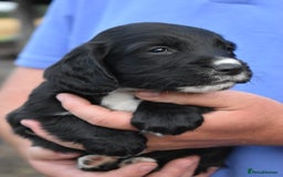 Sprocker dogs for sale: READY NOW F1 sprocker spaniels ready next week.  - Image 19
