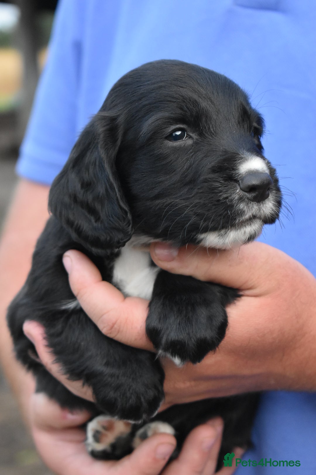 Sprocker dogs for sale: READY NOW F1 sprocker spaniels ready next week.  - Image 19