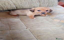 Dachshund dogs for sale: Dachshund  - Image 7