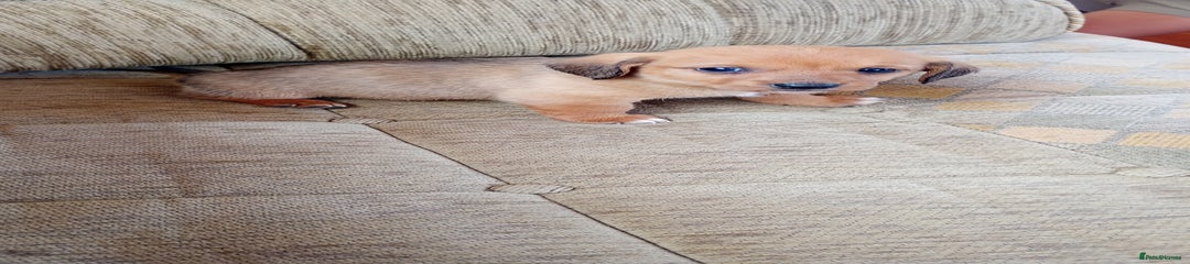 Dachshund Puppy 2