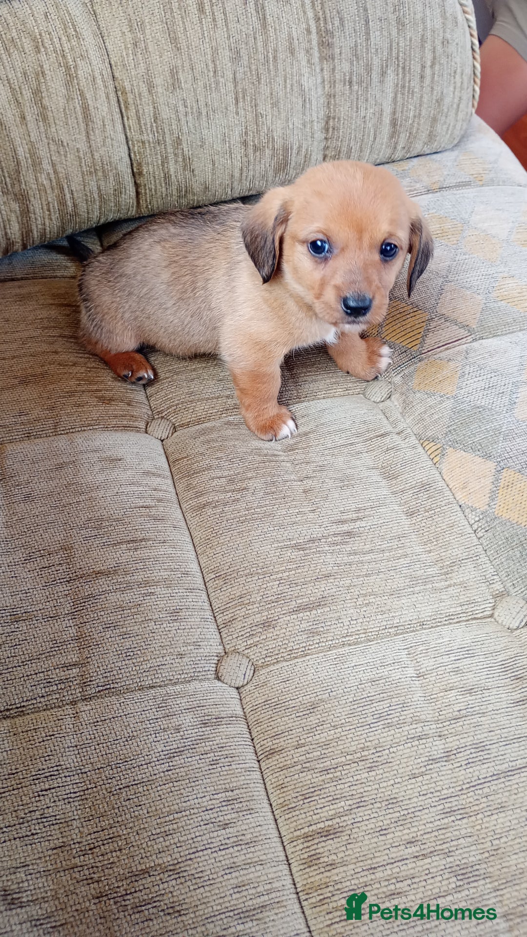 Dachshund dogs for sale: Dachshund  - Image 7