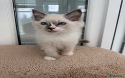 Ragdoll cats for sale: Champion Sired GCCF Registered Ragdoll Kittens - Image 10