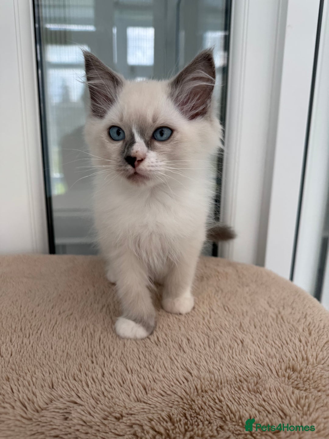 Ragdoll cats for sale: Champion Sired GCCF Registered Ragdoll Kittens - Image 10