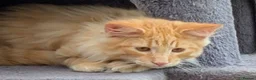 Norwegian Forest Cat cats for sale: Pedigree Norwegian Forest kittens - Advert 11