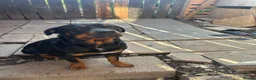 Rottweiler dogs for sale: 2 big male puppies  - Advert 3